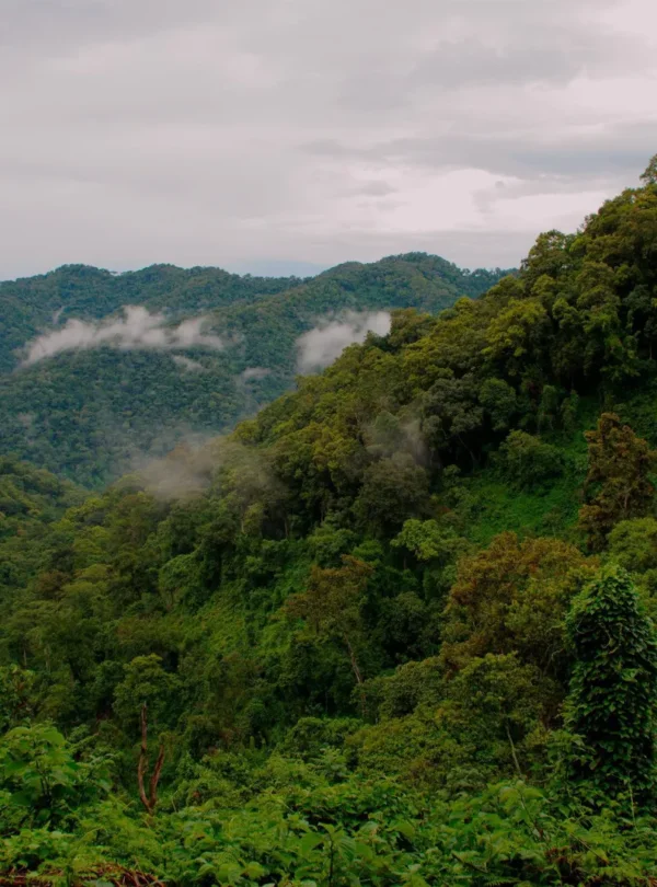 Bwindi Impenetrable Forest