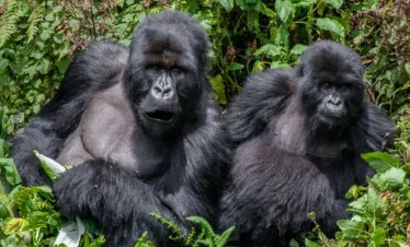 Gorilla Trekking in Rwanda