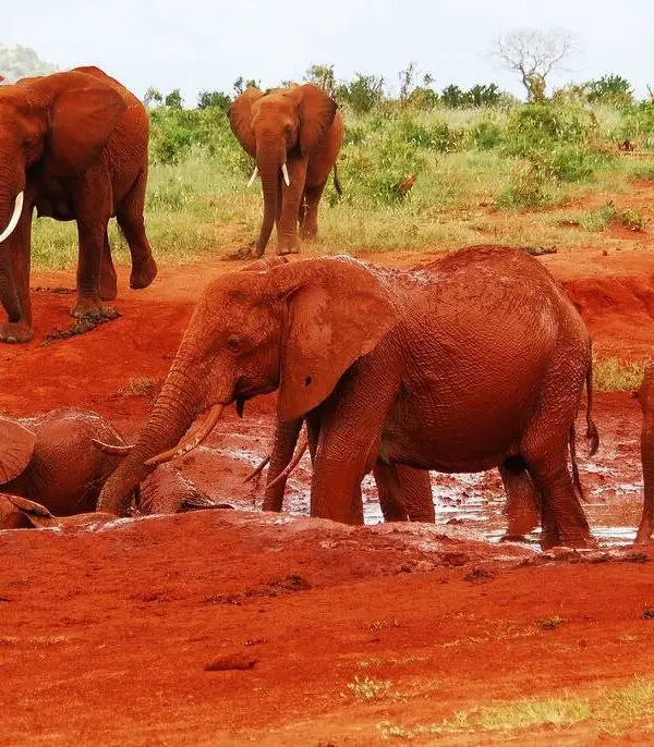 Tsavo East National Park