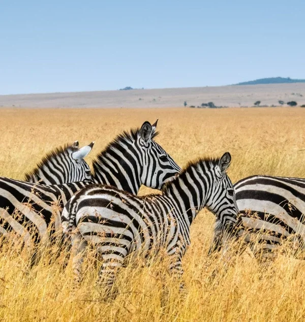 maasai mara
