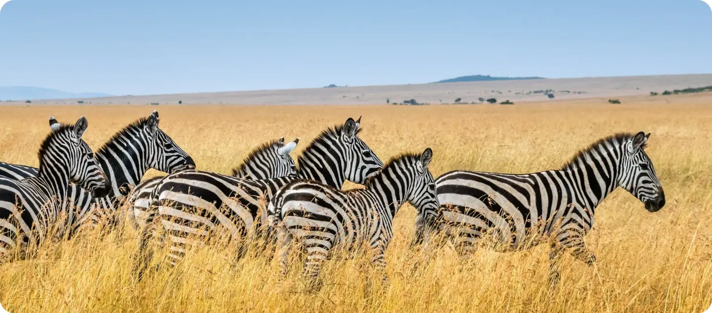 maasai mara