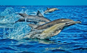 WASINI ISLAND EXCURSION